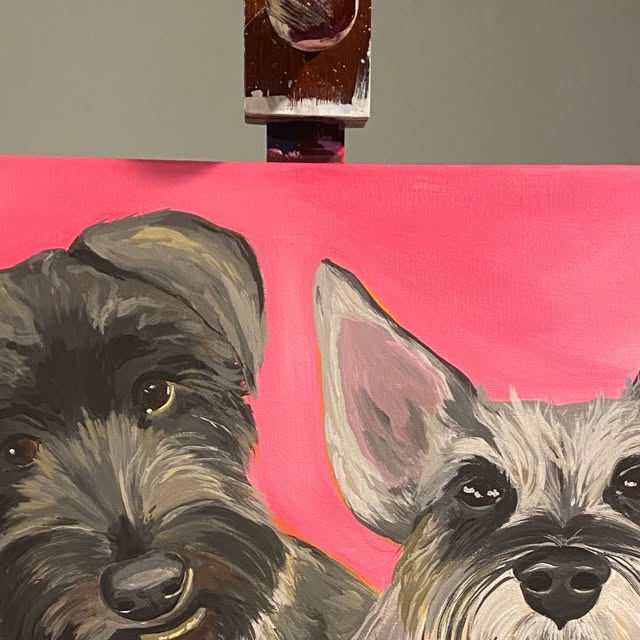 Portrait of two schnauzers, one black and one salt-and-pepper, on a hot pink background
